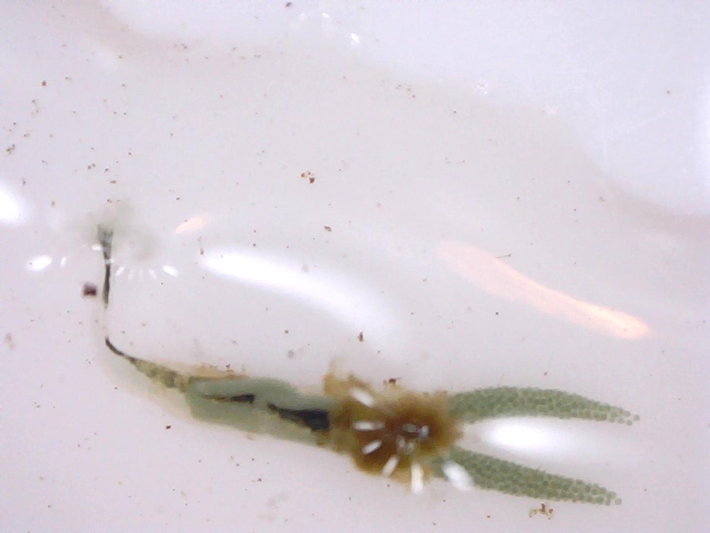 寄生 虫 メダカ 熱帯魚につく寄生虫の種類と治療方法
